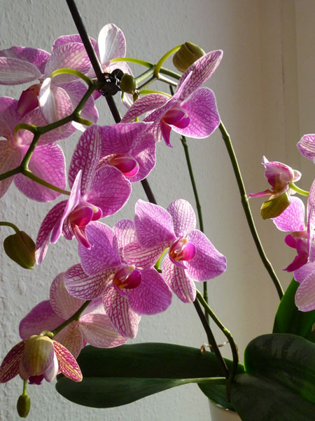 Orchidee